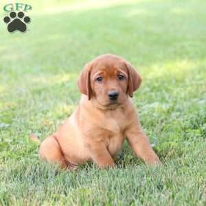 Diane, Fox Red Labrador Retriever Puppy